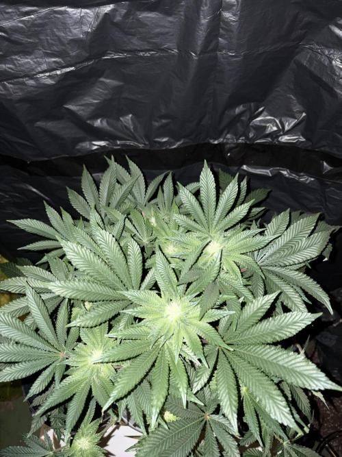 Super Silver Haze. Week 10