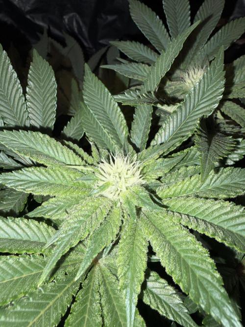 Super Silver Haze . Week 10