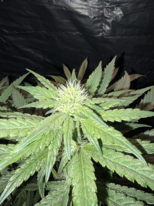 Pure Tent Lite 80x80x180. Week 10