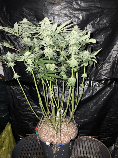 Super Lemon Haze. Week 11