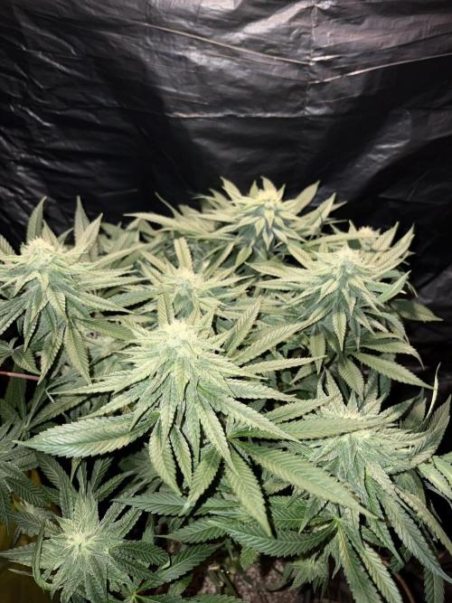 Super Lemon Haze. Week 11