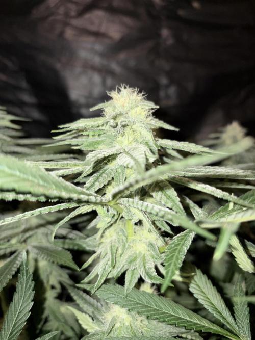 Super Lemon Haze. Week 11