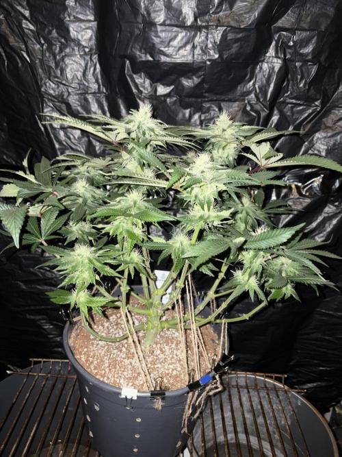 Super Silver Haze. Week 11