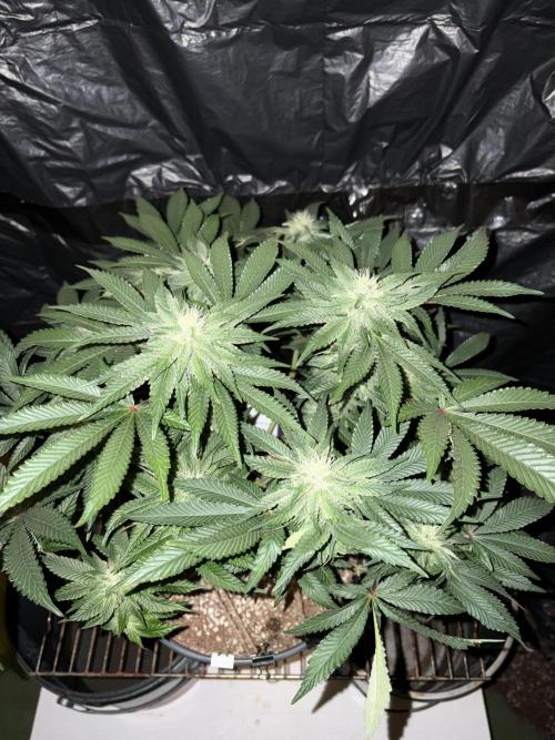 Super Silver Haze. Week 11