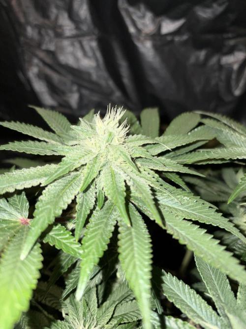 Super Silver Haze. Week 11