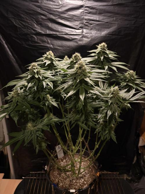 Super Lemon Haze. Week 12