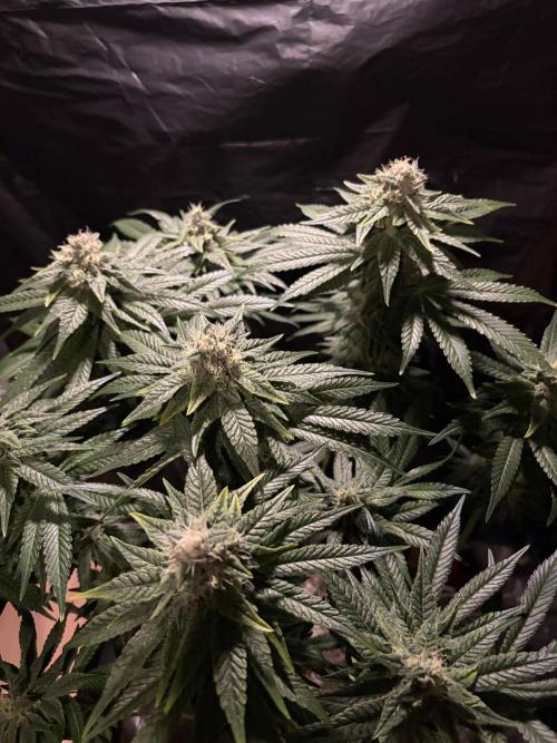 Super Lemon Haze. Week 12