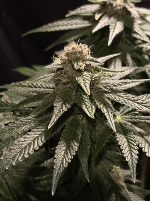 Super Lemon Haze. Week 12