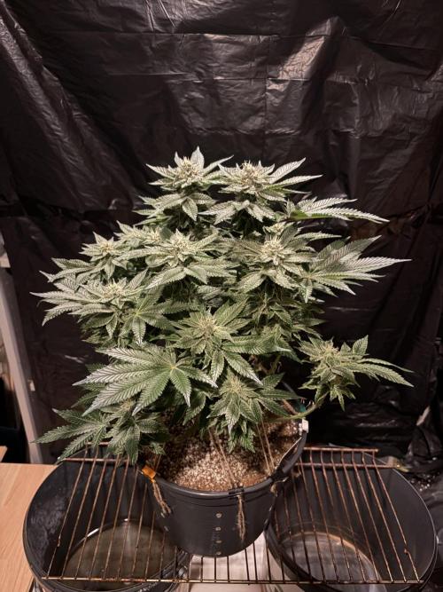 Super Silver Haze. Week 12