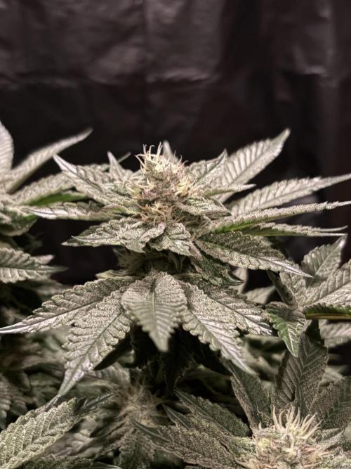 Super Silver Haze. Week 12