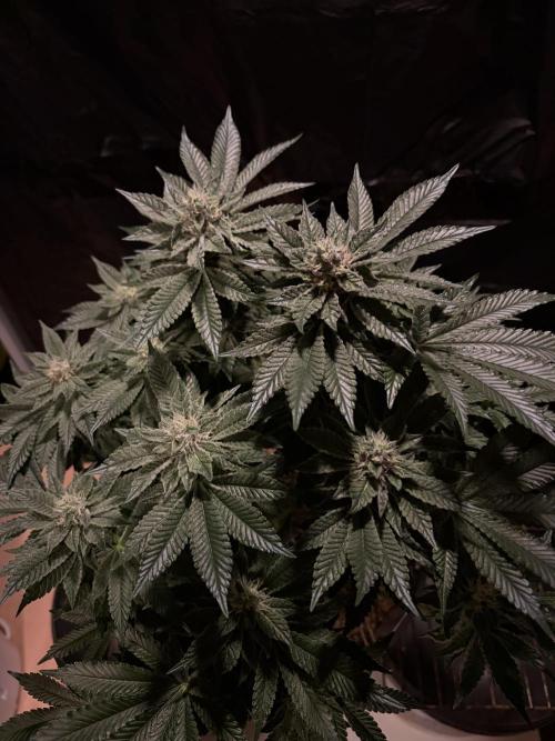 Super Silver Haze. Week 12