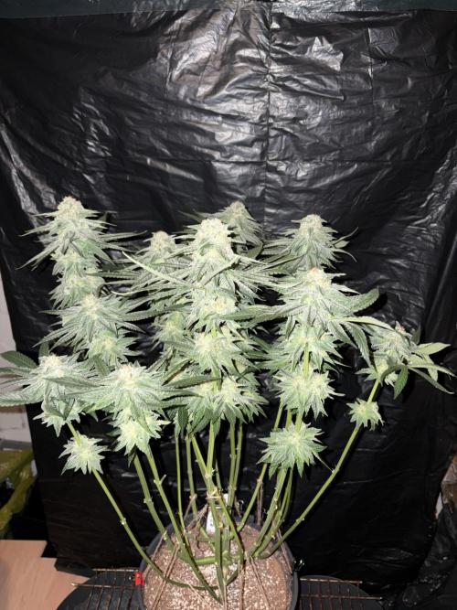 Super Lemon Haze. Week 13