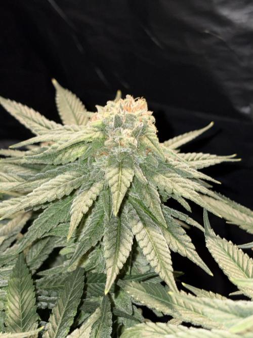 Super Lemon Haze. Week 13