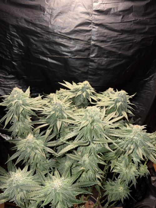 Super Lemon Haze. Week 13