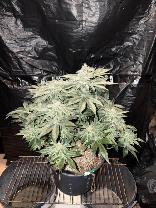 Super Silver Haze. Week 13
