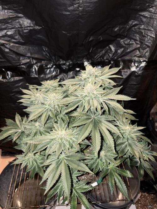 Super Silver Haze. Week 13