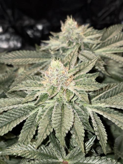 Super Silver Haze. Week 13