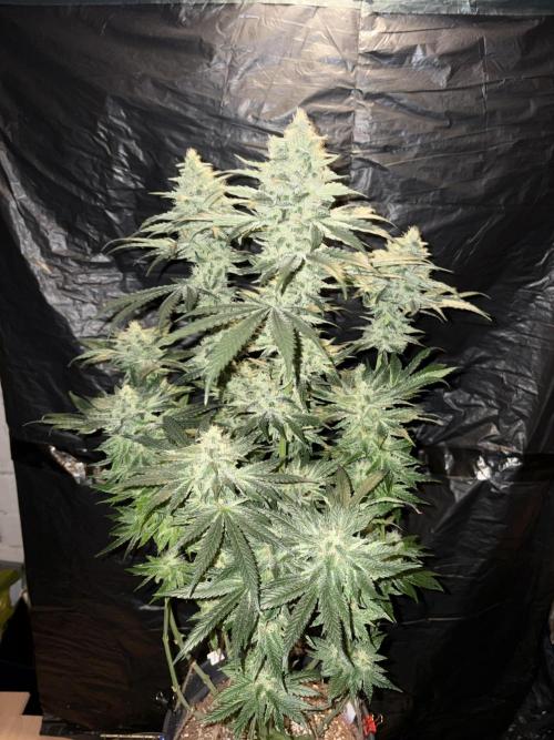Paradise Seeds - Zesty Bliss by KuaerSchlaeger