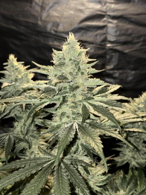 Zesty Bliss. Week 13