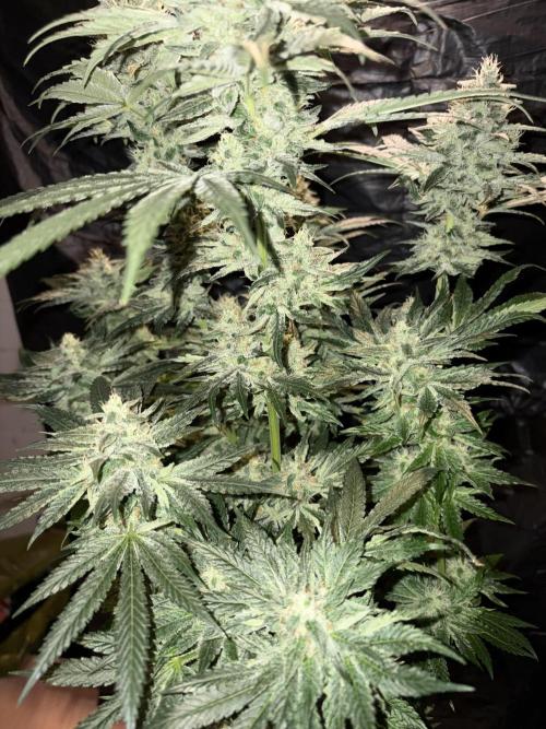 Zesty Bliss. Week 13