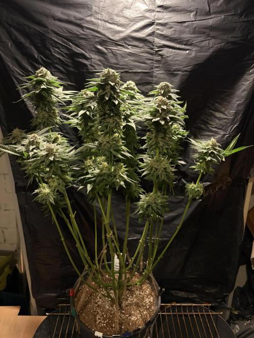 Super Lemon Haze. Week 14