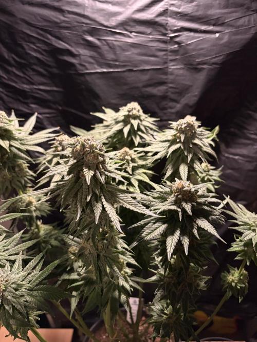Super Lemon Haze. Week 14