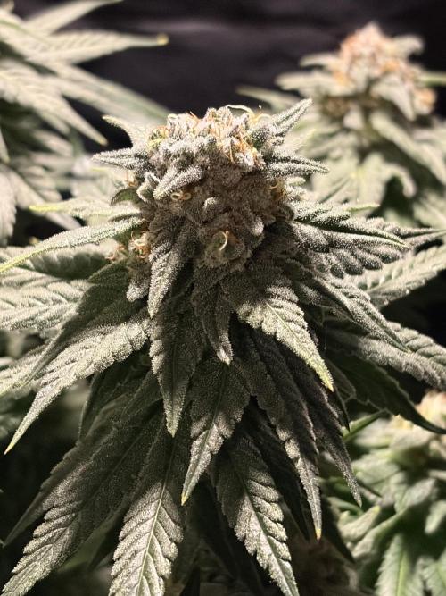 Super Lemon Haze. Week 14