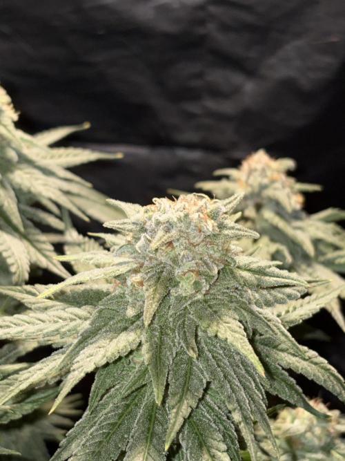 Super Lemon Haze. Week 14