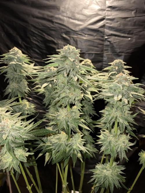Super Lemon Haze. Week 14