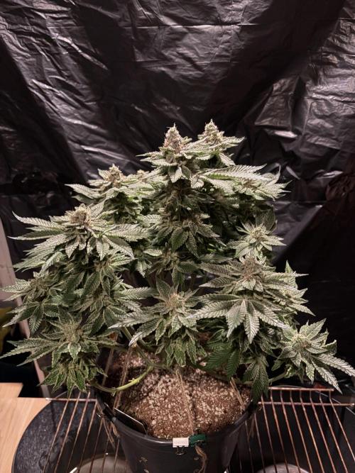 Super Silver Haze. Week 14