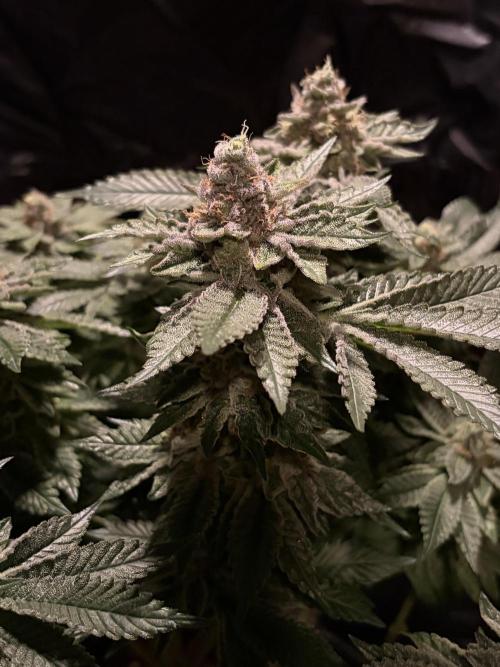 Super Silver Haze. Week 14