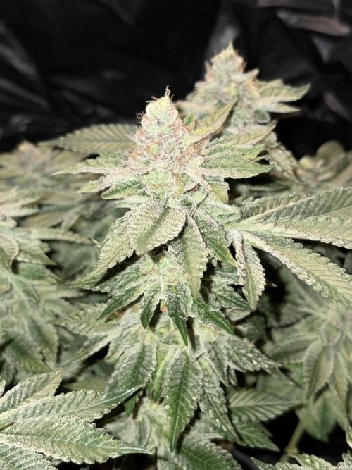 Super Silver Haze. Week 14