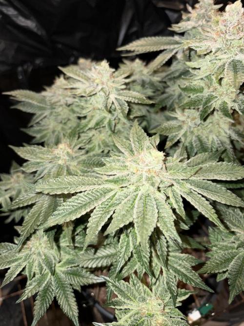Super Silver Haze. Week 14