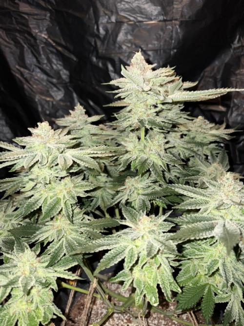 Super Silver Haze . Week 14