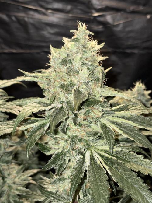 Zesty Bliss. Week 14