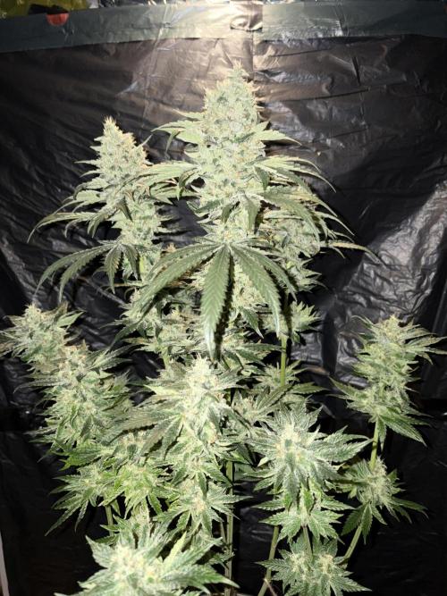 Zesty Bliss. Week 14