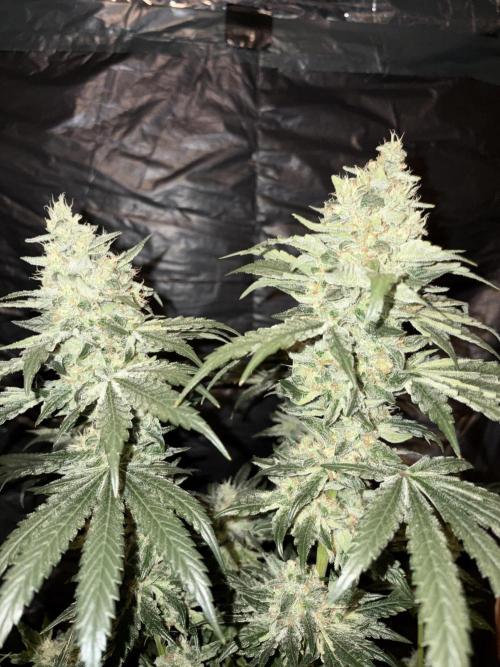 Zesty Bliss. Week 14