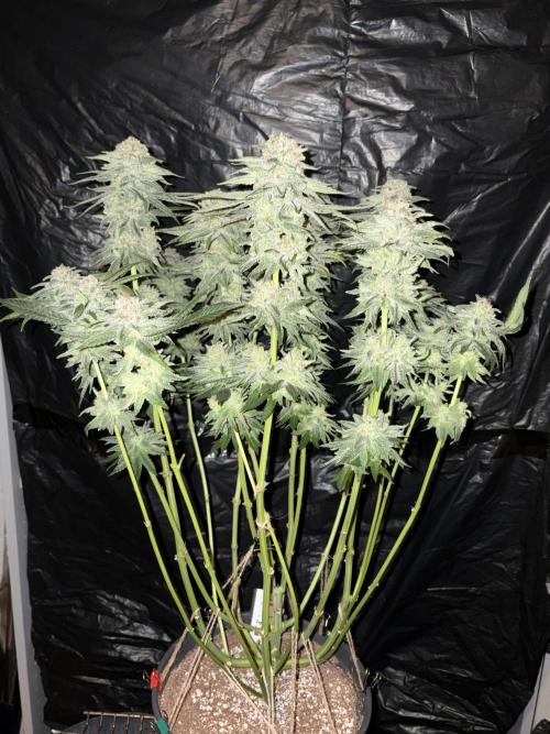 Super Lemon Haze. Week 15
