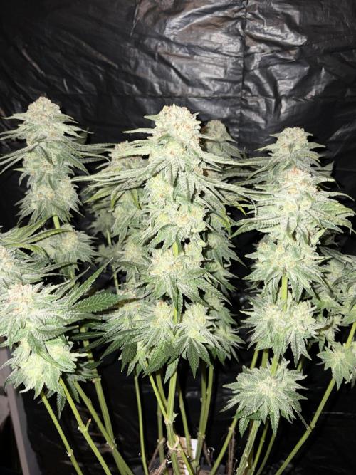 Super Lemon Haze. Week 15