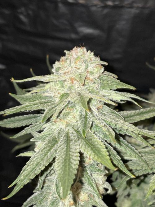 Super Lemon Haze. Week 15