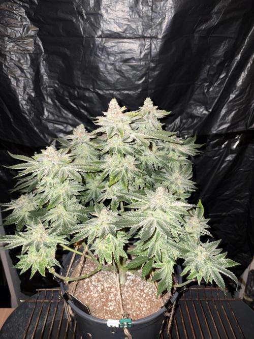Super Silver Haze. Week 15
