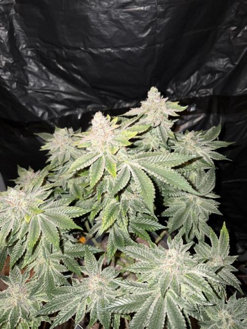 Super Silver Haze. Week 15