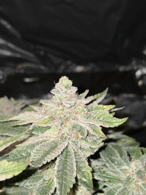 Super Silver Haze . Week 15