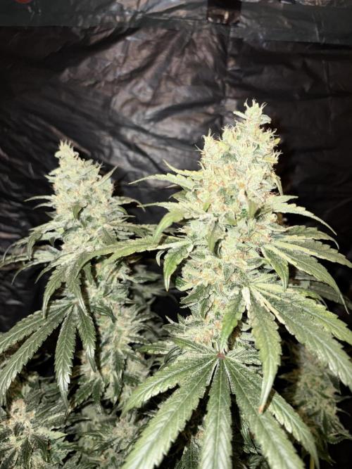 Zesty Bliss. Week 15