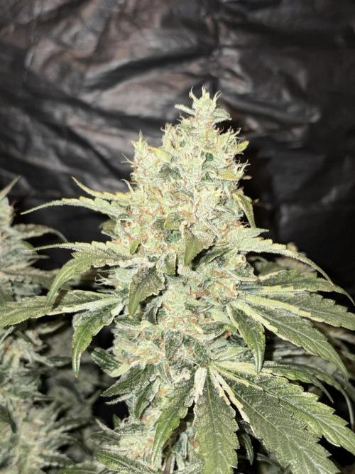 Pure Tent Lite 80x80x180. Week 15