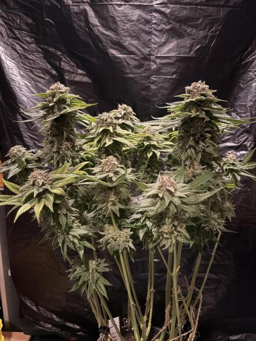 Super Lemon Haze. Week 16