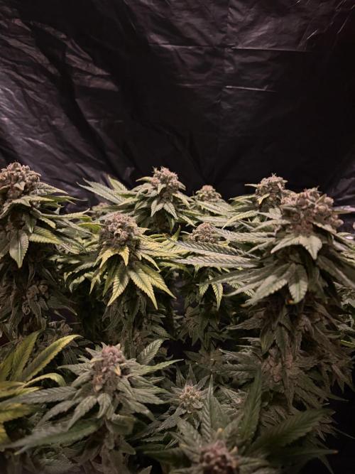 Super Lemon Haze. Week 16