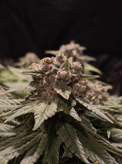 Super Lemon Haze. Week 16