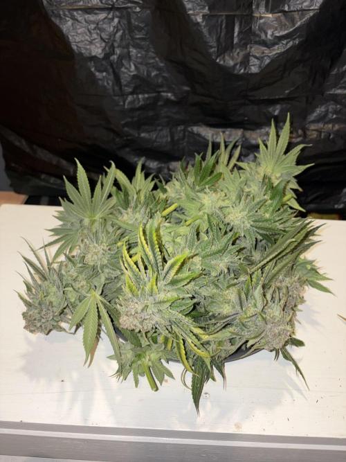 Super Lemon Haze. Week 16