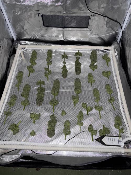 Super Lemon Haze. Week 16